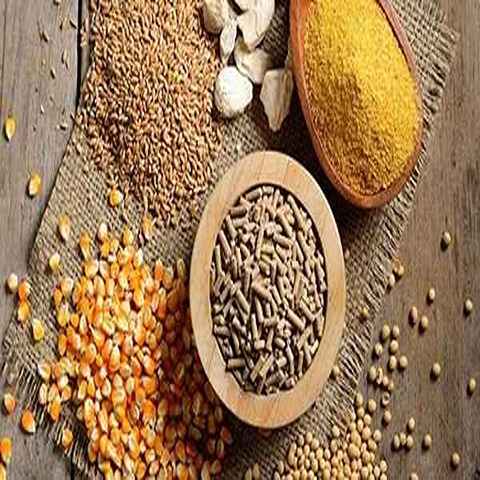 خرید و قیمت مکمل دامی گوسفندی + فروش عمده